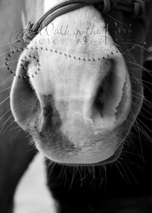 The Best Part of a Horse